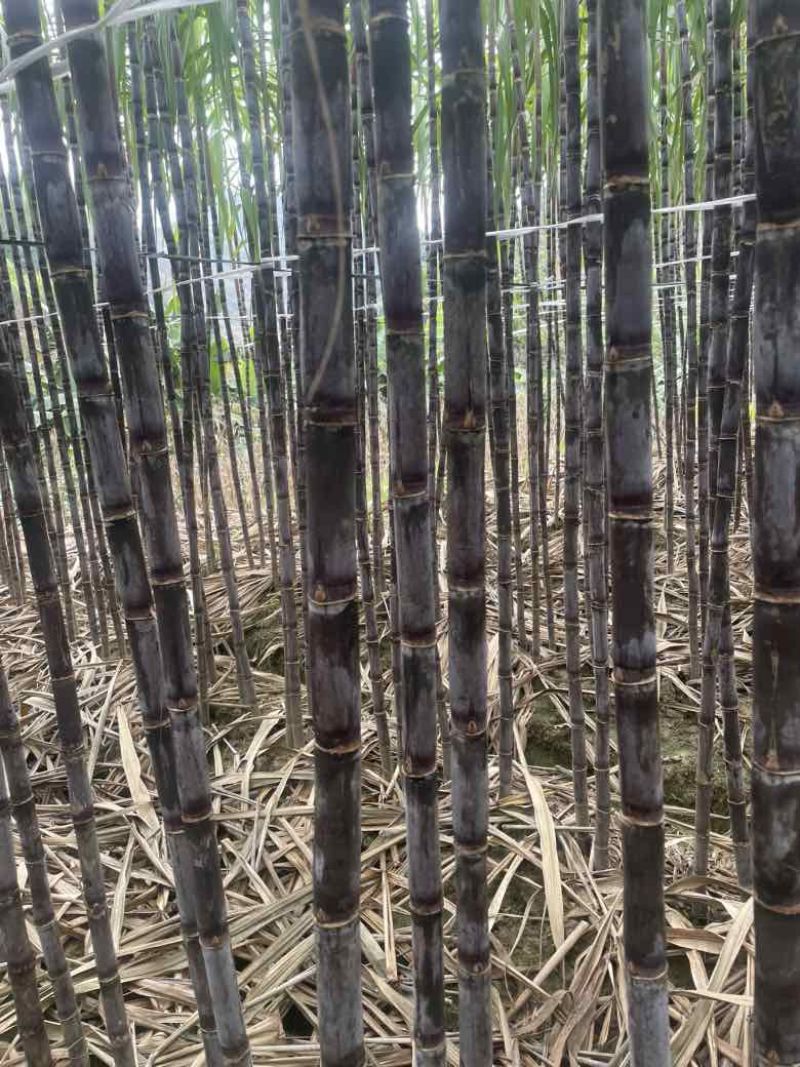 贵州黑皮红皮紫皮甘蔗一件代发社区团购批发