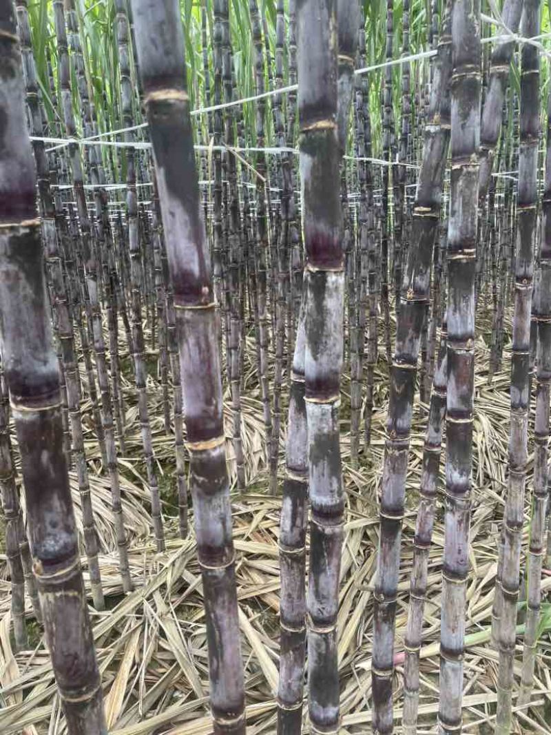 贵州黑皮红皮紫皮甘蔗一件代发社区团购批发