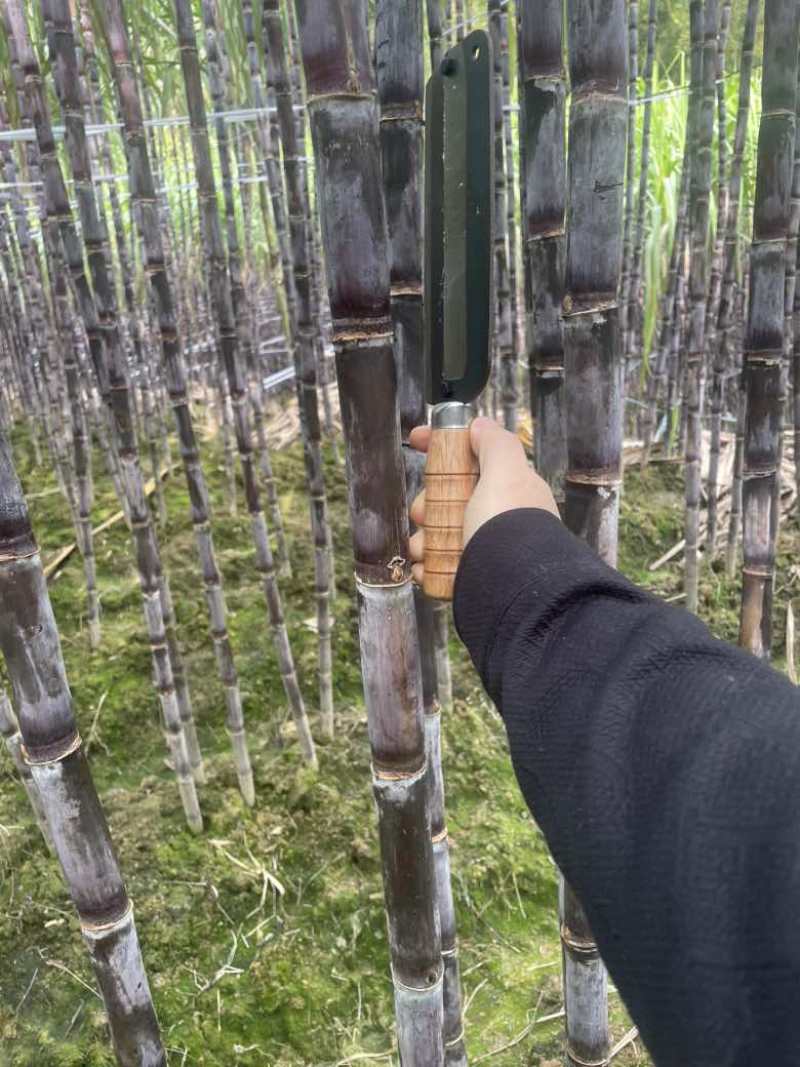 贵州黑皮红皮紫皮甘蔗一件代发社区团购批发