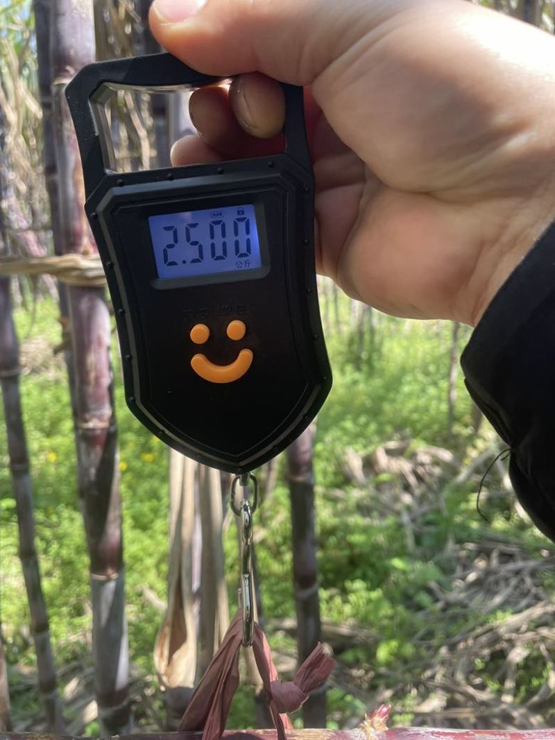 贵州黑皮红皮紫皮甘蔗一件代发社区团购批发