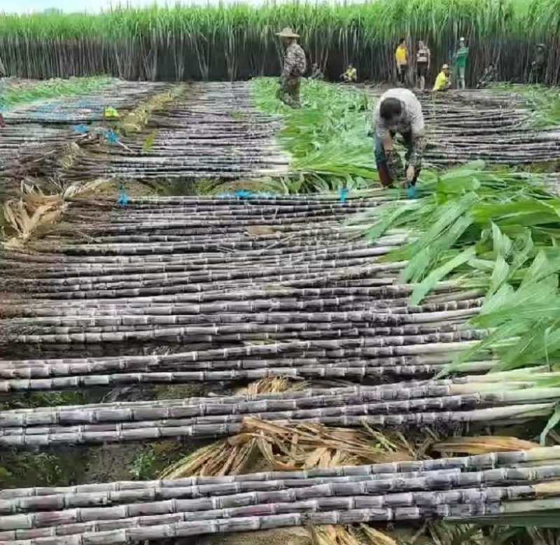 贵州黑皮红皮紫皮甘蔗一件代发社区团购批发