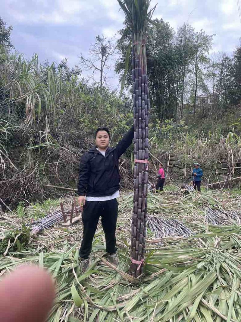 贵州黑皮红皮紫皮甘蔗一件代发社区团购批发