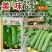 美味丝瓜种子早优16号早熟中长棒肉丝瓜种籽高产种籽味甜瓜