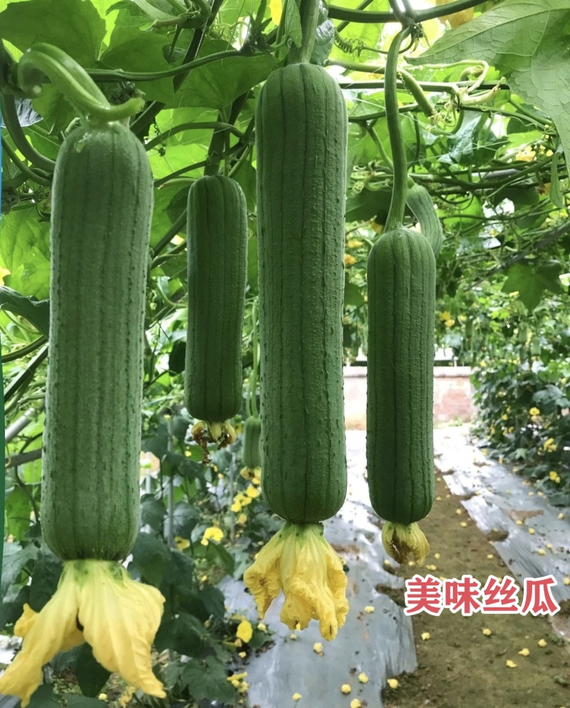 美味丝瓜种子早优16号早熟中长棒肉丝瓜种籽高产种籽味甜瓜