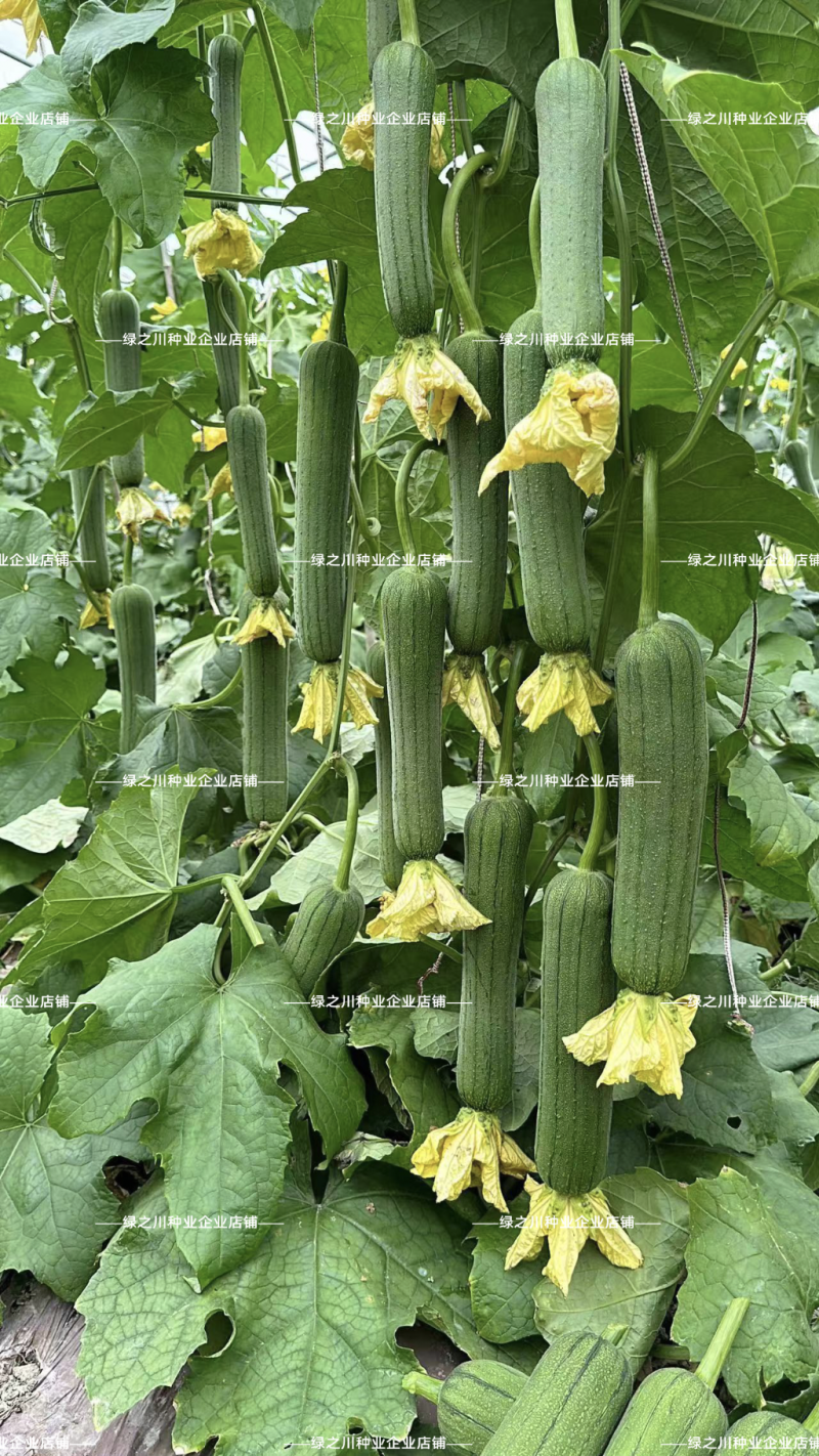 美味丝瓜种子早优16号早熟中长棒肉丝瓜种籽高产种籽味甜瓜