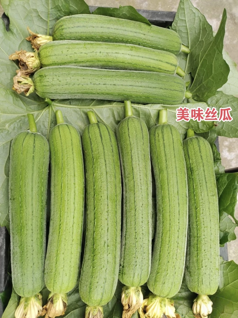 春润美味丝瓜种子早熟汤色白中长棒丝瓜种籽