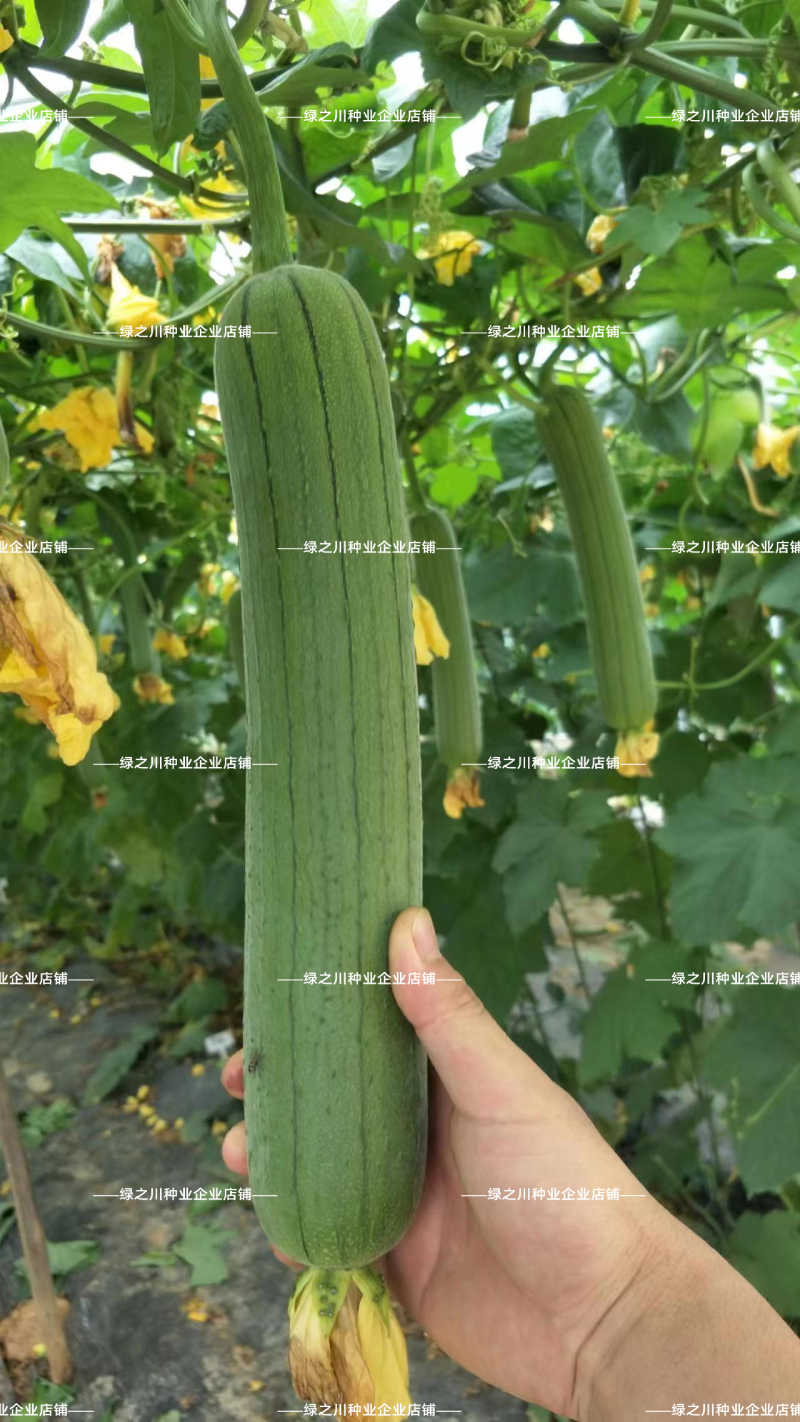 春润美味丝瓜种子早熟汤色白中长棒丝瓜种籽