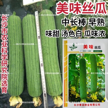 春润美味丝瓜种子早熟汤色白中长棒丝瓜种籽