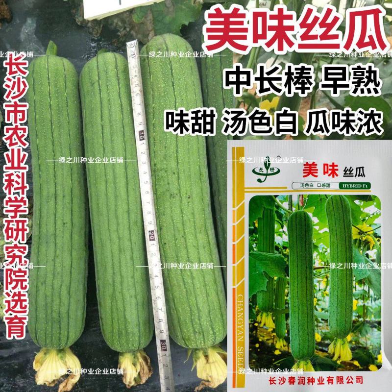 春润美味丝瓜种子早熟汤色白中长棒丝瓜种籽