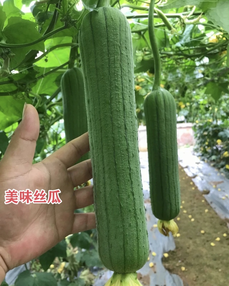 春润美味丝瓜种子早熟汤色白中长棒丝瓜种籽