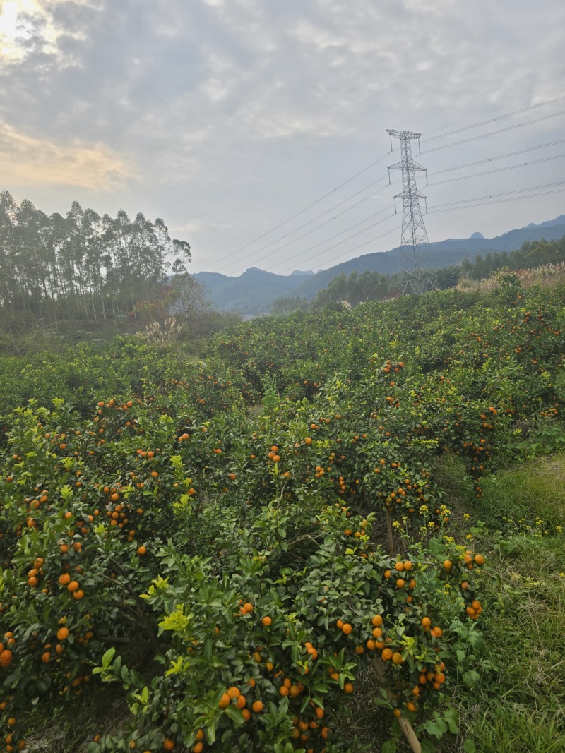 广西柳州沙糖桔