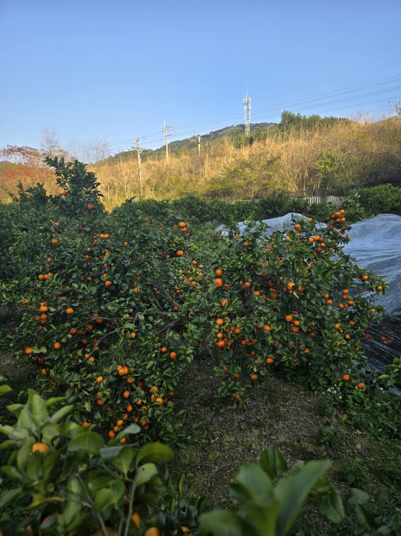 广西柳州沙糖桔