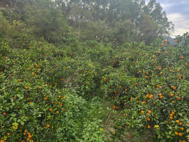 广西柳州沙糖桔