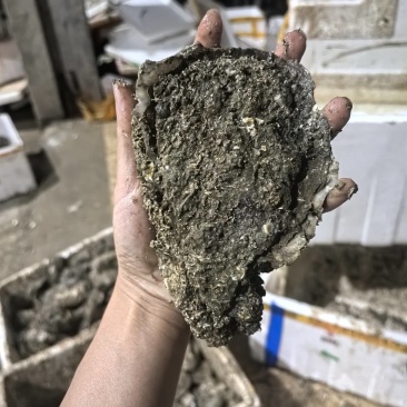 湛江白蚝肥鲜美规格:大蚝欢迎询价