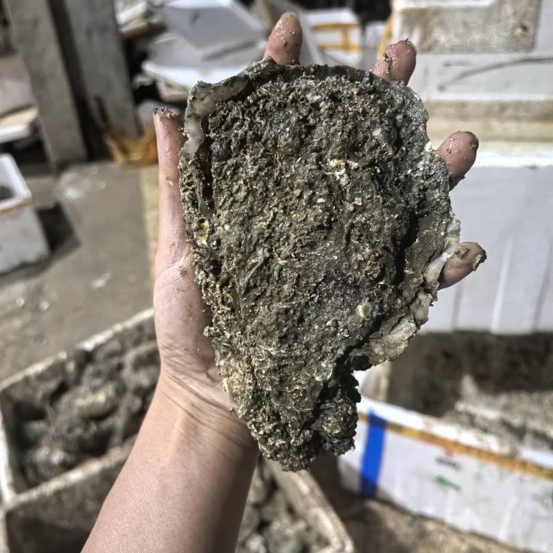 湛江白蚝肥鲜美规格:大蚝欢迎询价