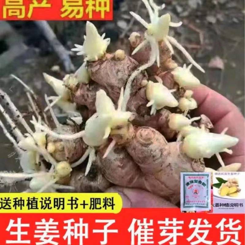 【高产脱毒姜种】产地批发/全程技术指导/可全国发货
