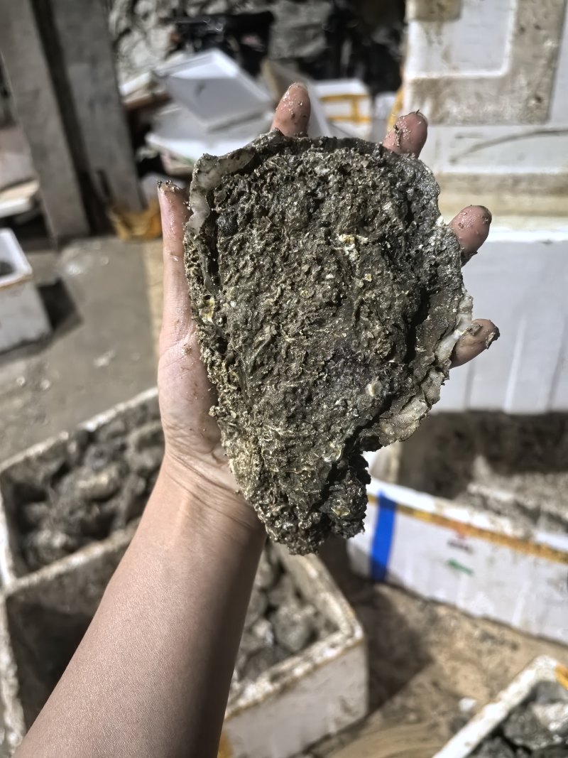 湛江白蚝肥鲜美规格:大蚝欢迎询价