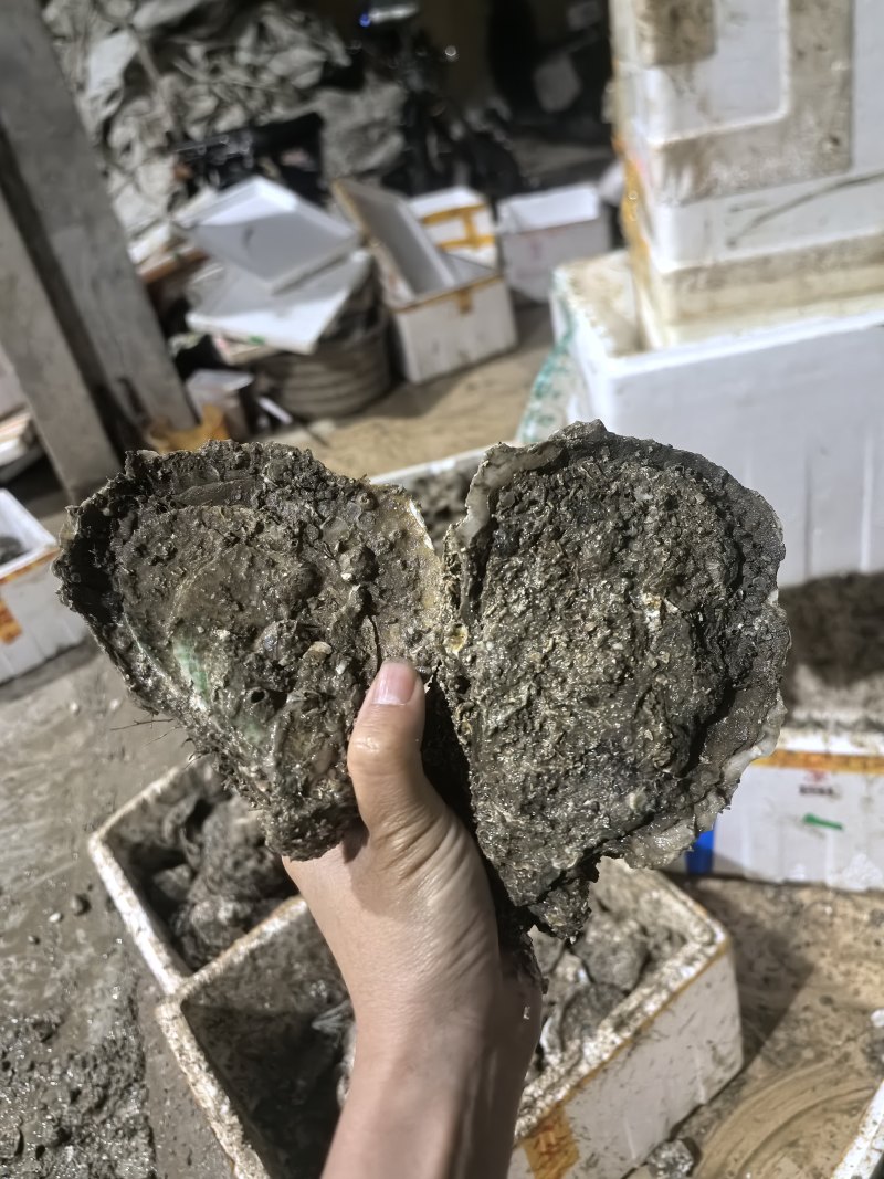 湛江白蚝肥鲜美规格:大蚝欢迎询价