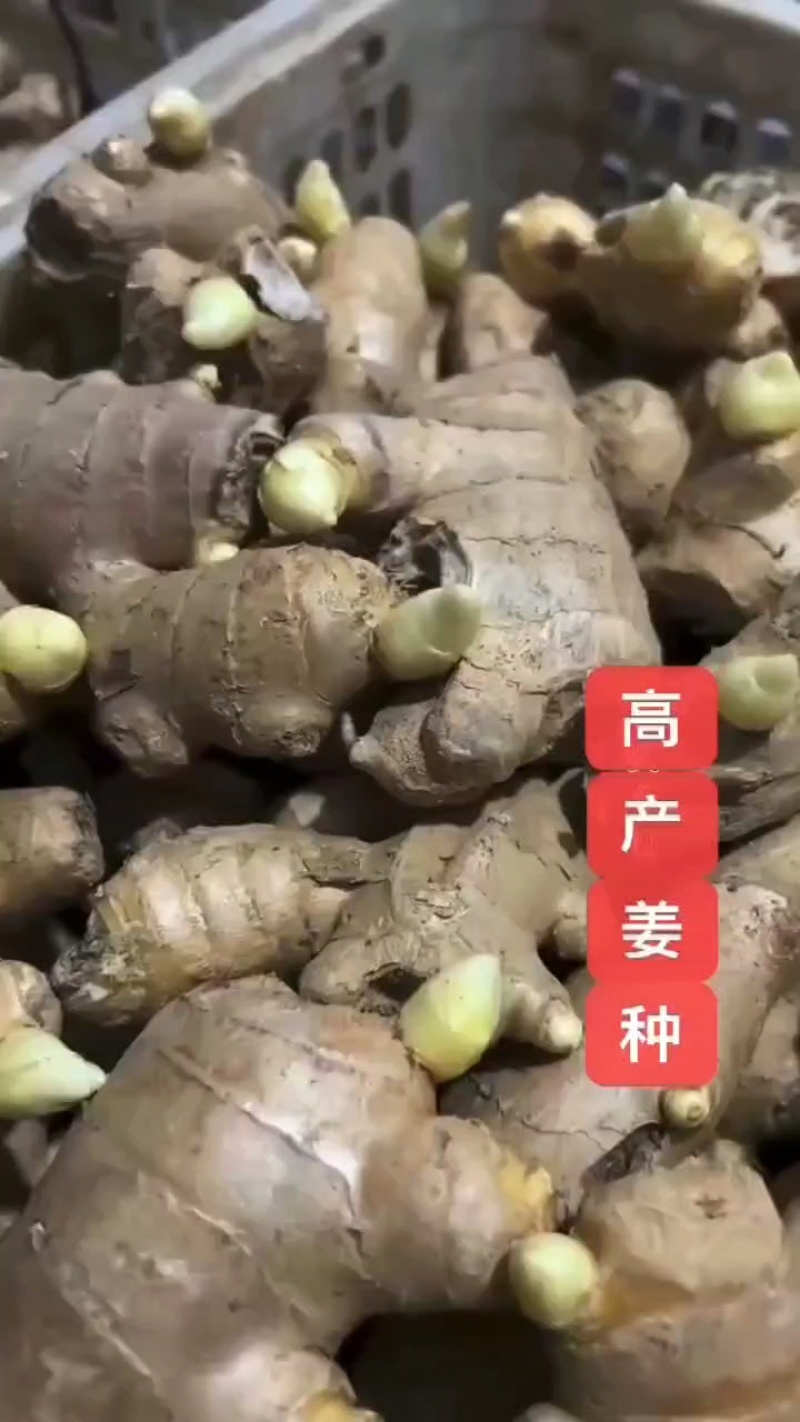 【高产脱毒姜种】产地批发/全程技术指导/可全国发货