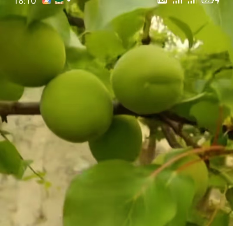 金太阳小青杏