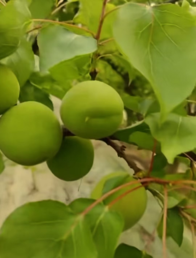 金太阳小青杏