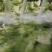 罗马花椰菜/速冻罗马花椰菜/速冻宝塔菜花