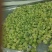 罗马花椰菜/速冻罗马花椰菜/速冻宝塔菜花