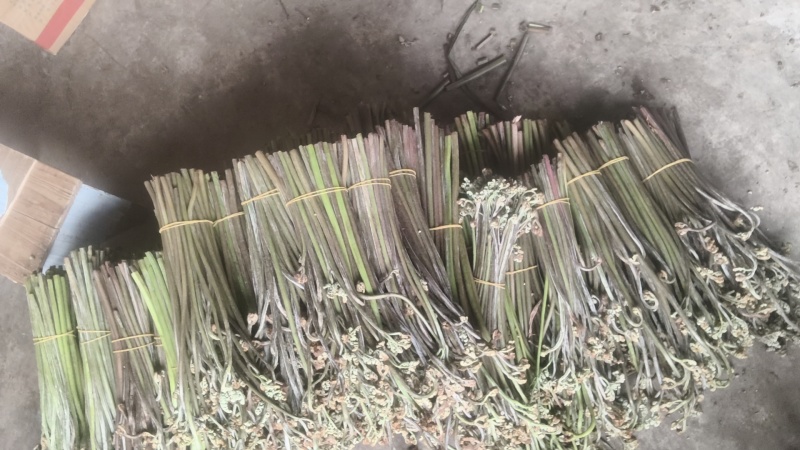 重庆产地新鲜蕨菜龙爪菜鲜嫩无老梗当天发货售后无忧