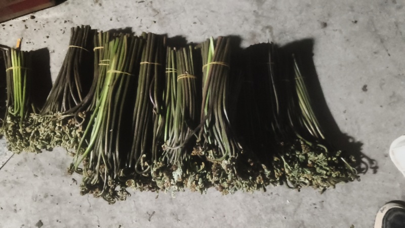 重庆产地新鲜蕨菜龙爪菜鲜嫩无老梗当天发货售后无忧