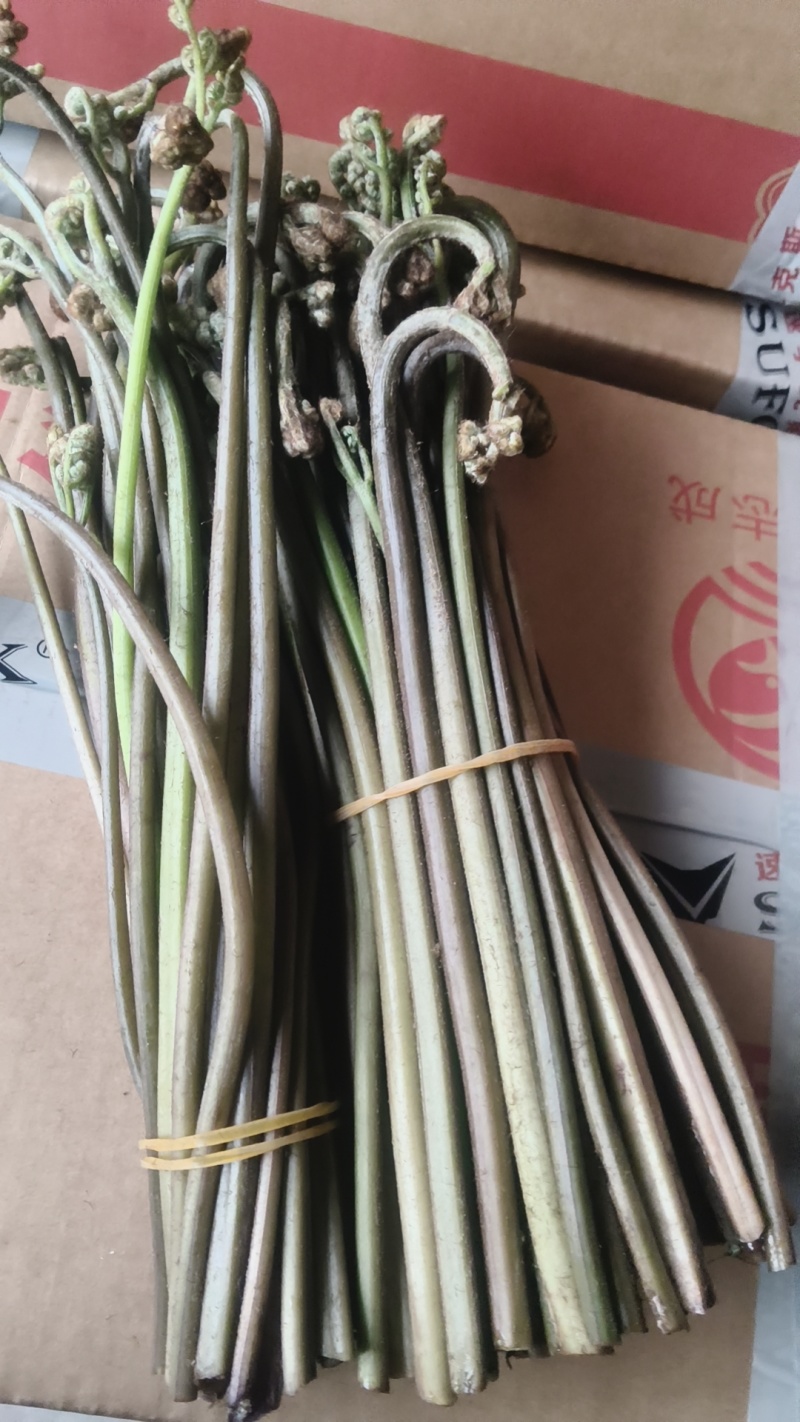 重庆产地新鲜蕨菜龙爪菜鲜嫩无老梗当天发货售后无忧