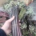 重庆产地新鲜蕨菜龙爪菜鲜嫩无老梗当天发货售后无忧