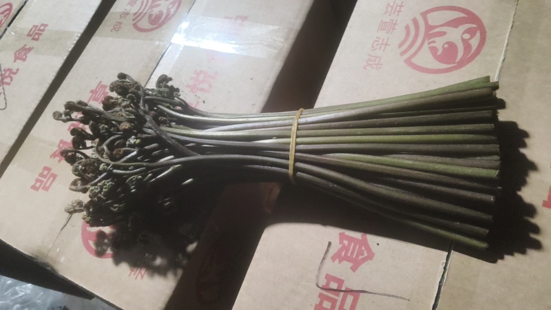 重庆产地新鲜蕨菜龙爪菜鲜嫩无老梗当天发货售后无忧