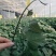 西瓜红丝滑红瑶玛沙等高端试管脱毒大田苗