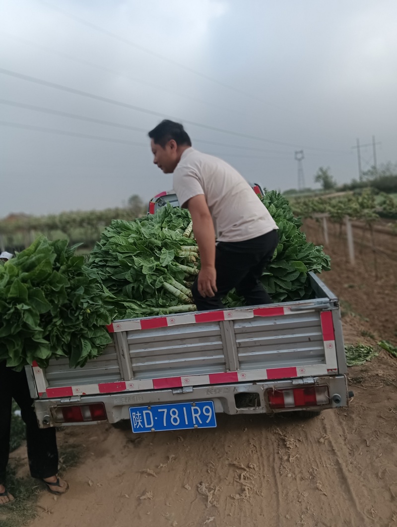陕西兴平青笋品质好，杆壮无裂囗，无空心，对接市场对接商超