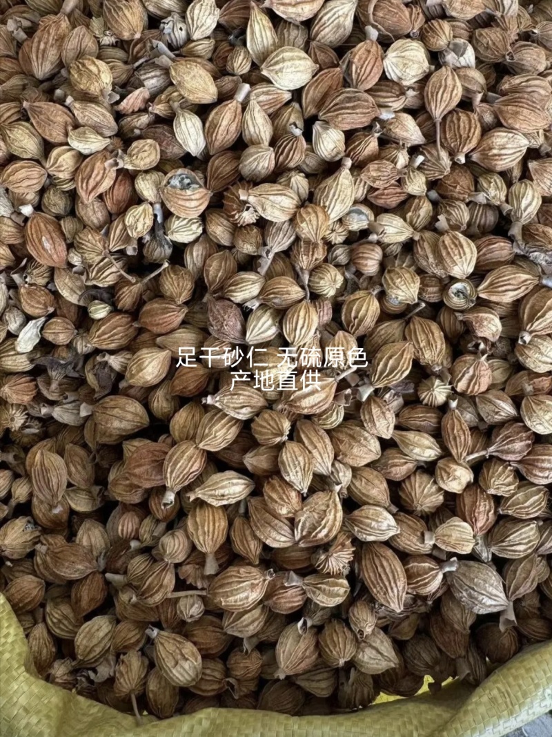 四川宜宾川砂仁干货香砂仁统货卤料香料产地直供