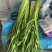 蒜薹大量有货，价格合理，品质有保障，欢迎咨询