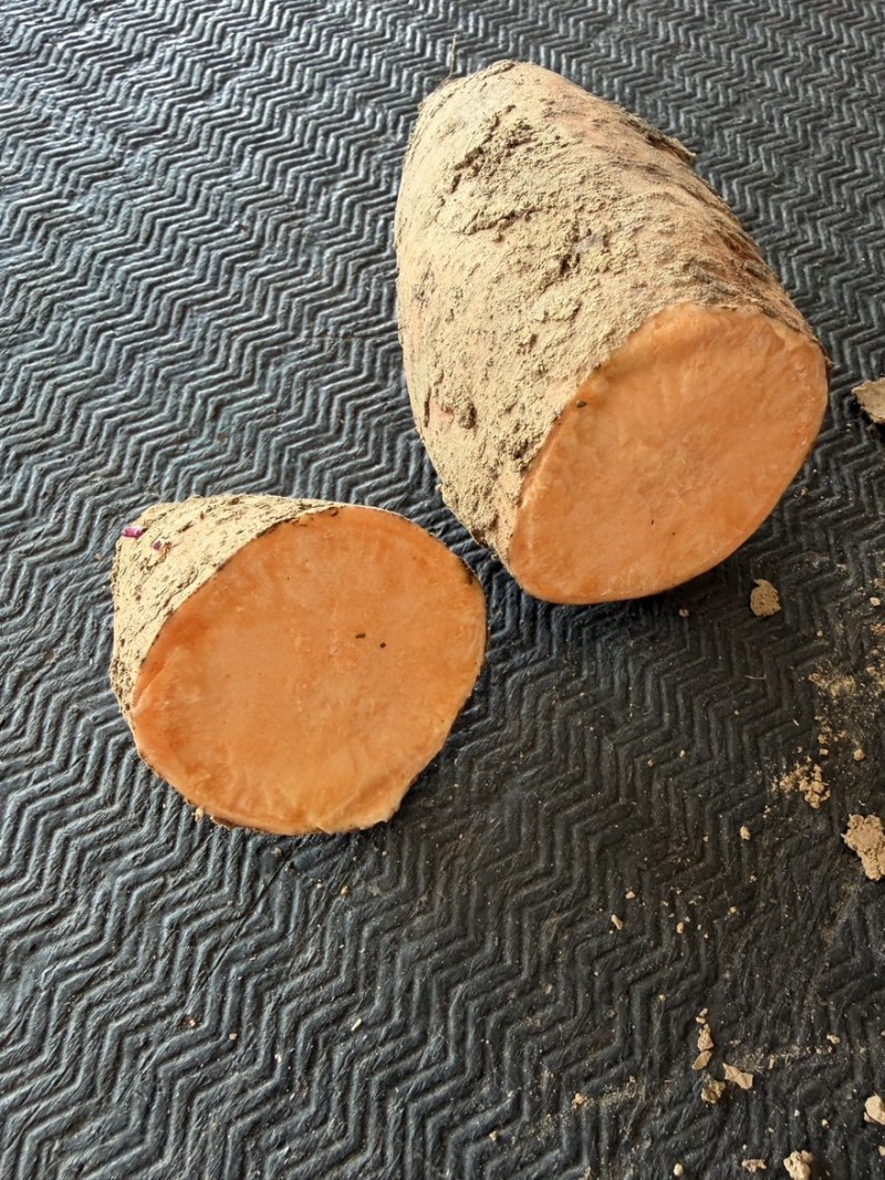 红薯种薯