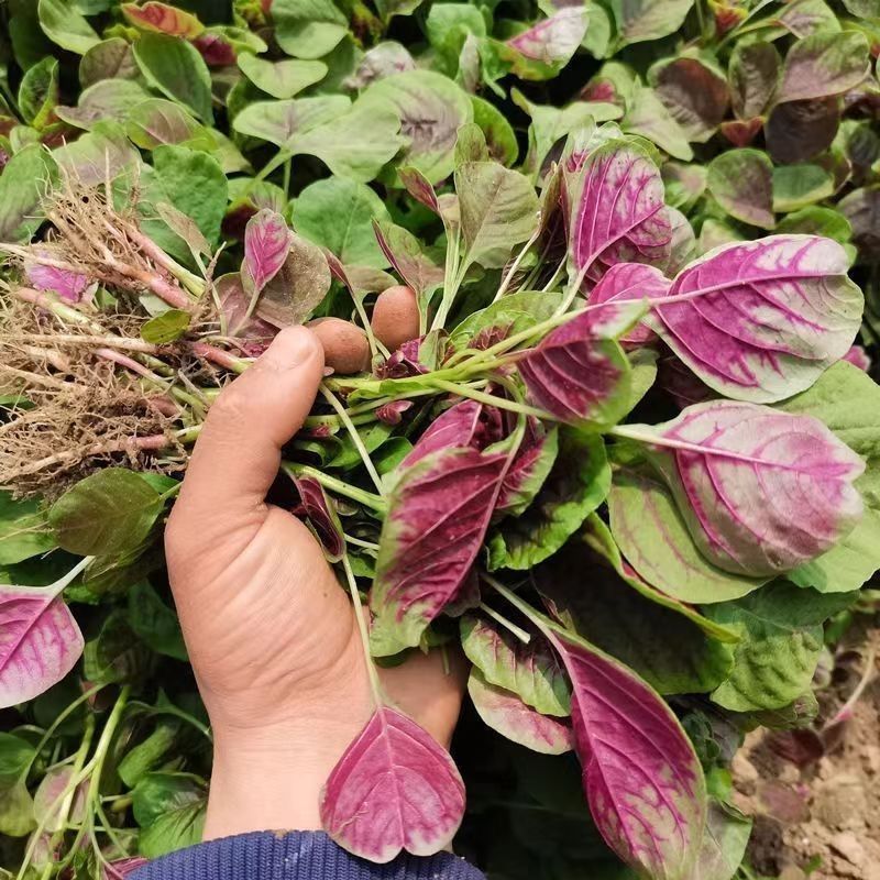 耐抽苔糯米红苋菜种子早中熟红圆叶苋菜籽耐低温结籽晚鲜嫩