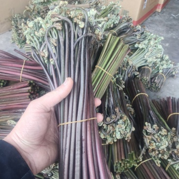 重庆产地新鲜蕨菜龙爪菜鲜嫩无老梗当天发货售后无忧