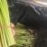 重庆产地新鲜蕨菜龙爪菜鲜嫩无老梗当天发货售后无忧