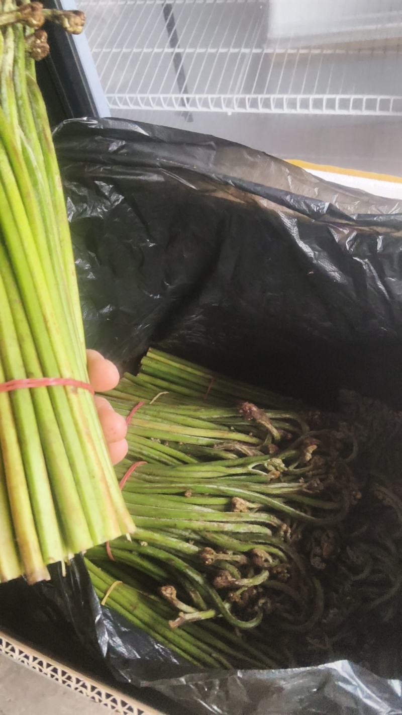 重庆产地新鲜蕨菜龙爪菜鲜嫩无老梗当天发货售后无忧