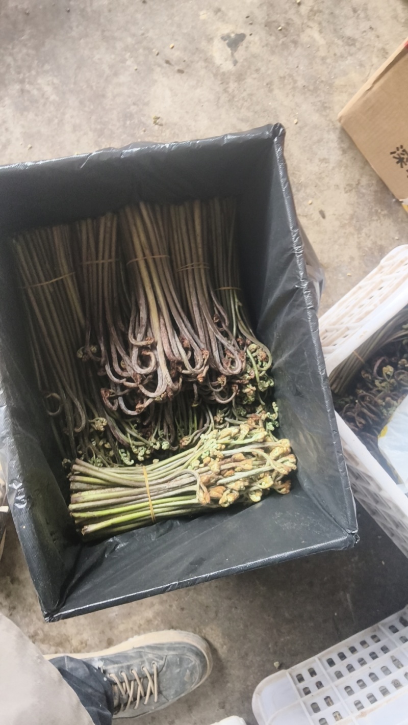重庆产地新鲜蕨菜龙爪菜鲜嫩无老梗当天发货售后无忧