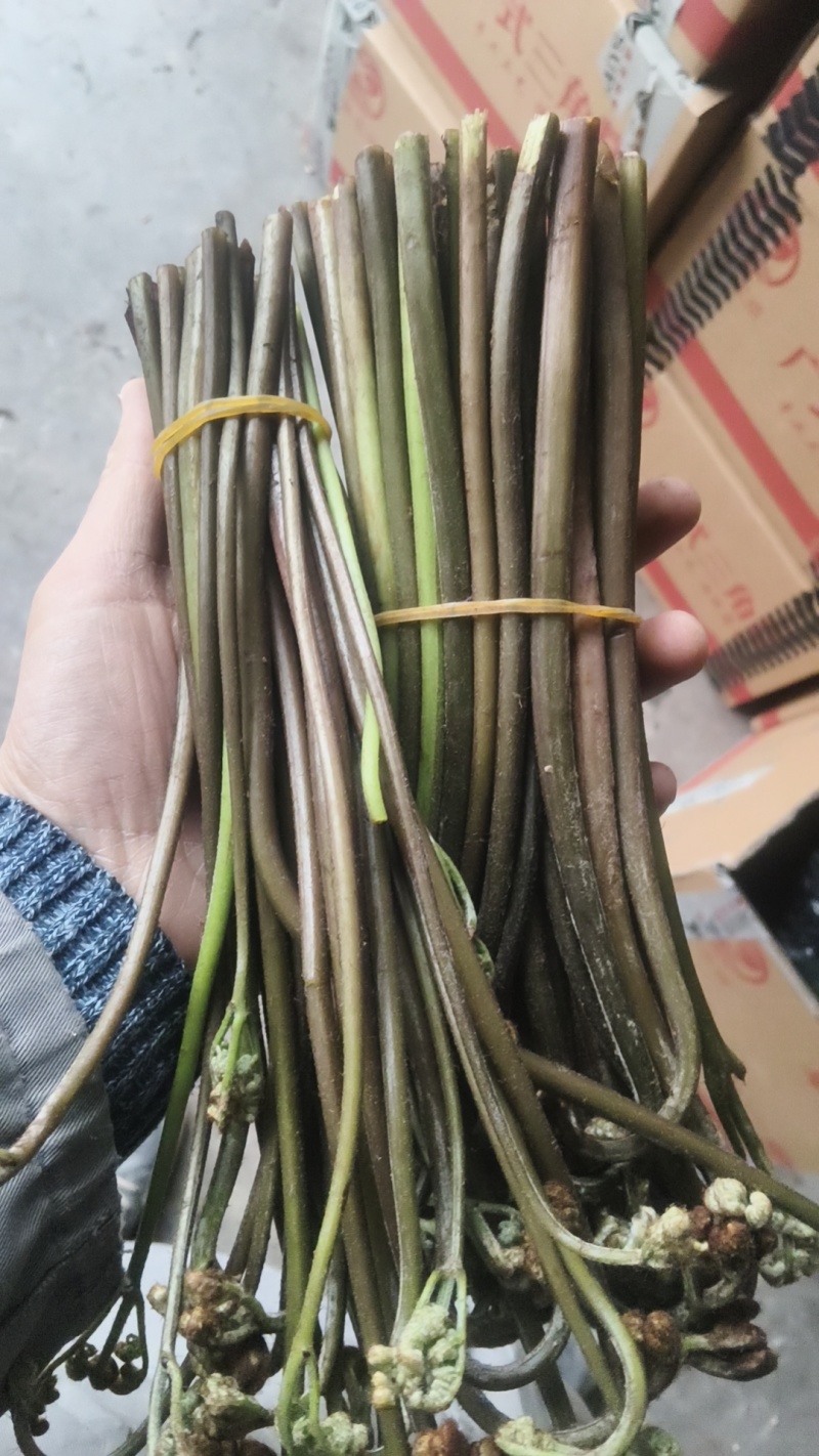 重庆产地新鲜蕨菜龙爪菜鲜嫩无老梗当天发货售后无忧