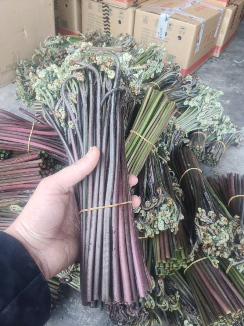 重庆产地新鲜蕨菜龙爪菜鲜嫩无老梗当天发货售后无忧