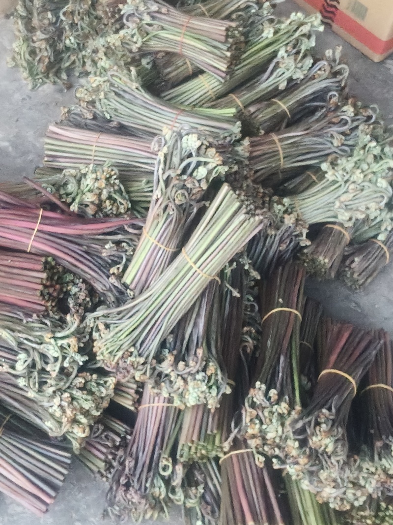 重庆产地新鲜蕨菜龙爪菜鲜嫩无老梗当天发货售后无忧