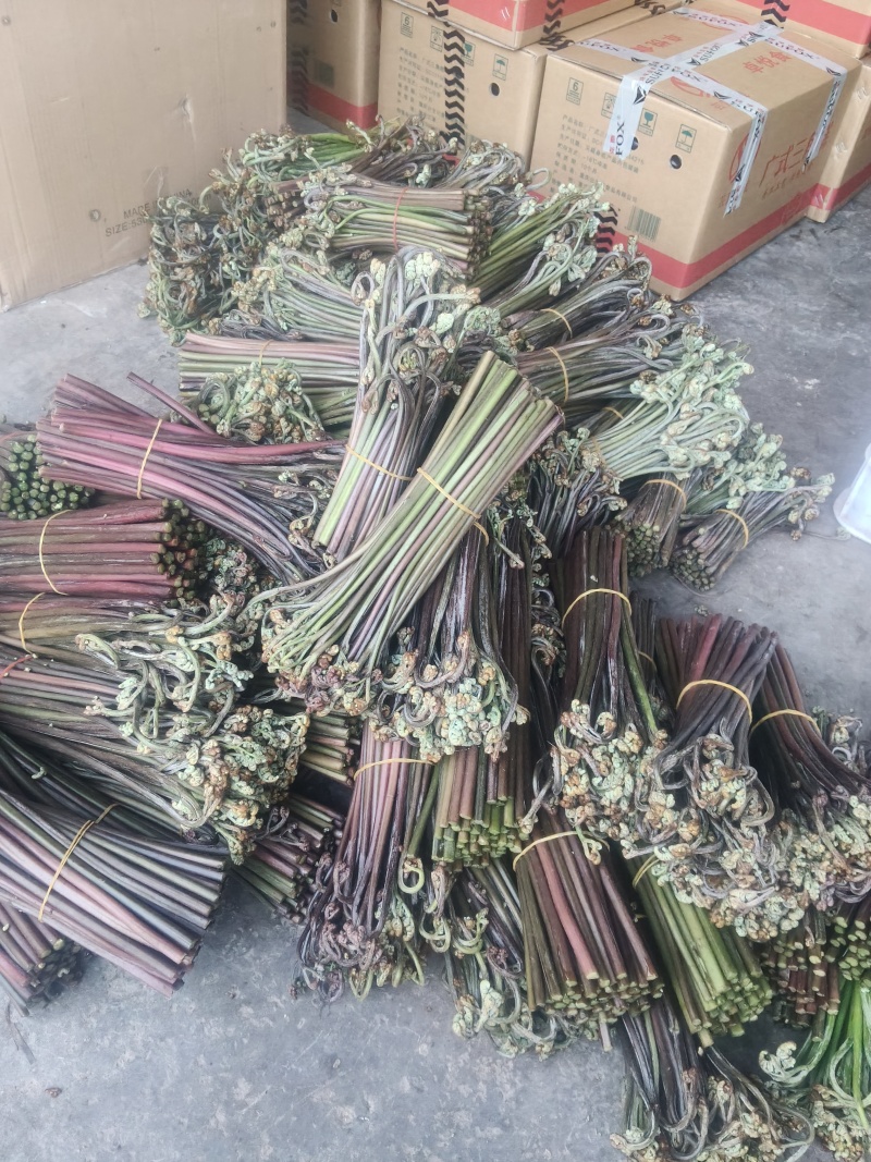 重庆产地新鲜蕨菜龙爪菜鲜嫩无老梗当天发货售后无忧