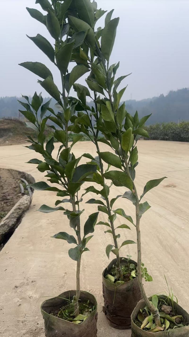 爱媛46号苗/阿蜜达柑橘苗/早熟粑粑柑苗