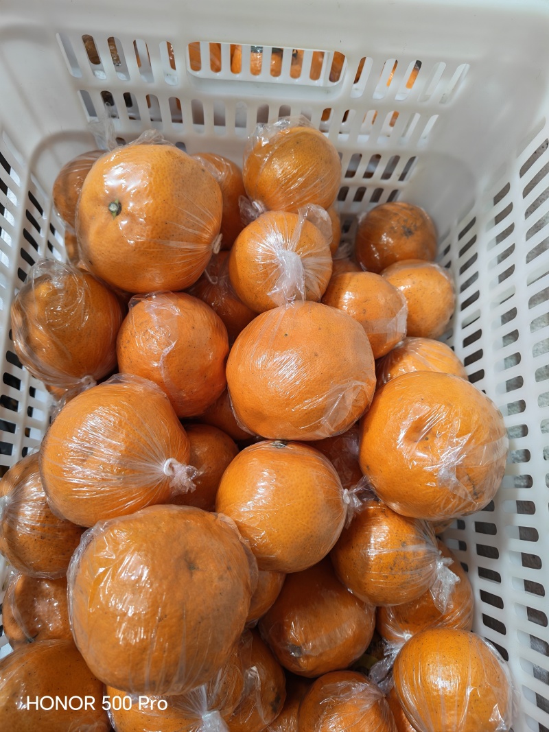 爱媛46号苗/阿蜜达柑橘苗/早熟粑粑柑苗