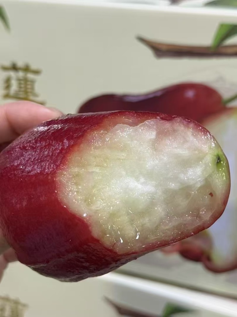海南黑金刚莲雾产地直发，一件代发，落地配，批发市场。