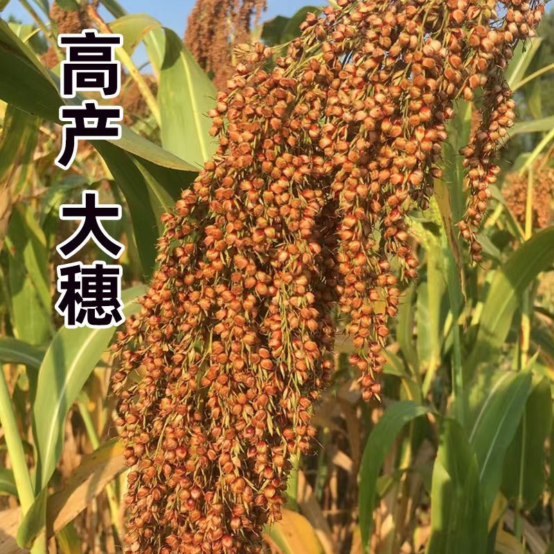 佳矮60高粱种籽矮杆高粱种子抗旱耐涝抗病抗倒伏酿酒红高粱